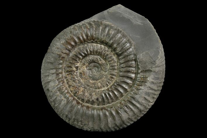 Ammonite (Dactylioceras) Fossil - England #174278